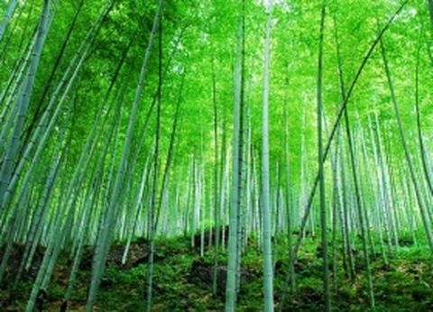 特价线路:太极洞 太华竹海一日游